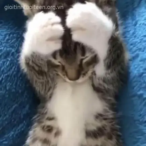 Ảnh chế mèo ôm đầu: khi hài hước gặp gỡ bất lực