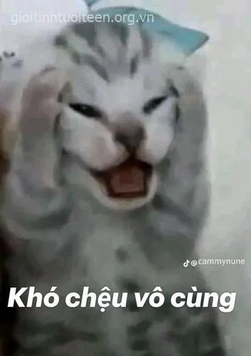 Vì sao meme mèo ôm đầu khiến dân TikTok phát cuồng chia sẻ