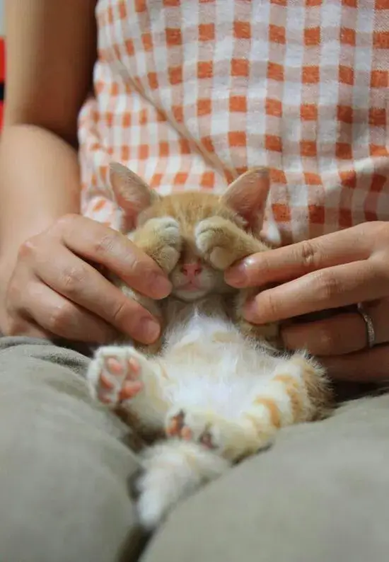 Hình chế vui mèo bế tắc trước tình huống khó