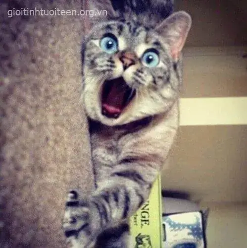 Ảnh troll mèo hoảng hốt trong caption học tập