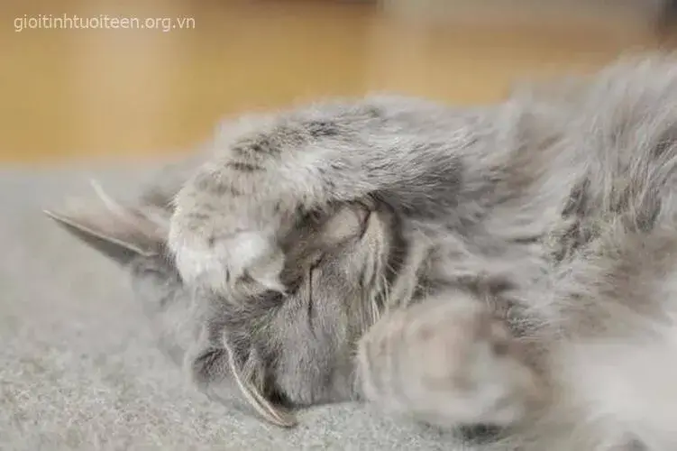 Ảnh vui mèo nhỏ hai tay ôm đầu