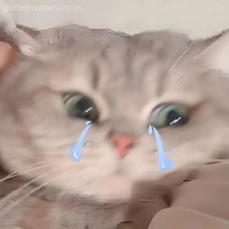 Ảnh mèo khóc nức nở, gương mặt tội nghiệp nhưng cực bựa