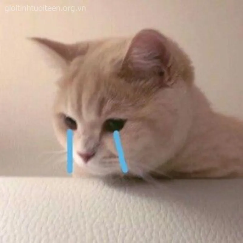 Ảnh mèo khóc nức nở, nhìn tội nghiệp nhưng vẫn cute