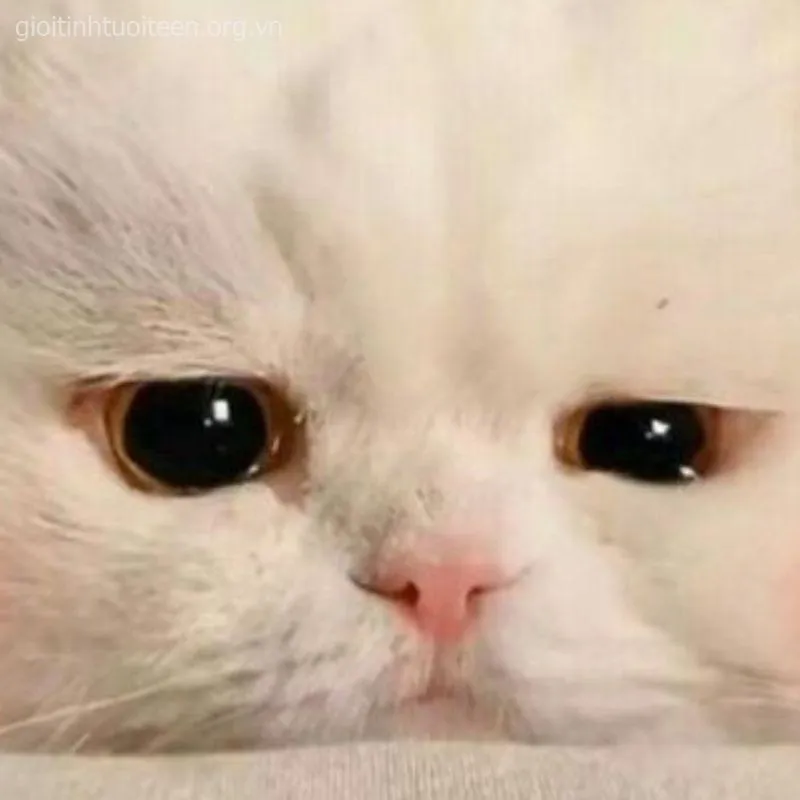 Meme mèo ôm đầu khóc, đôi mắt ướt nhòa cực đáng thương