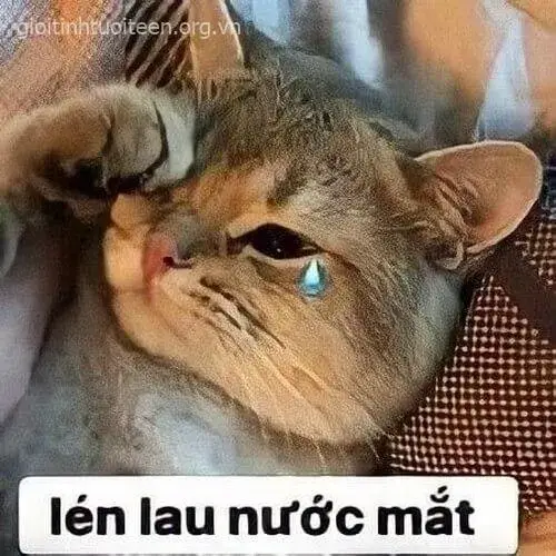 Meme troll mèo hoảng hốt viral trên Facebook