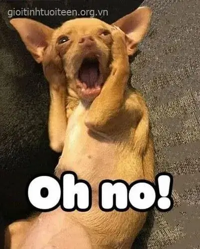 Meme mèo ôm đầu xuất hiện trong group stress