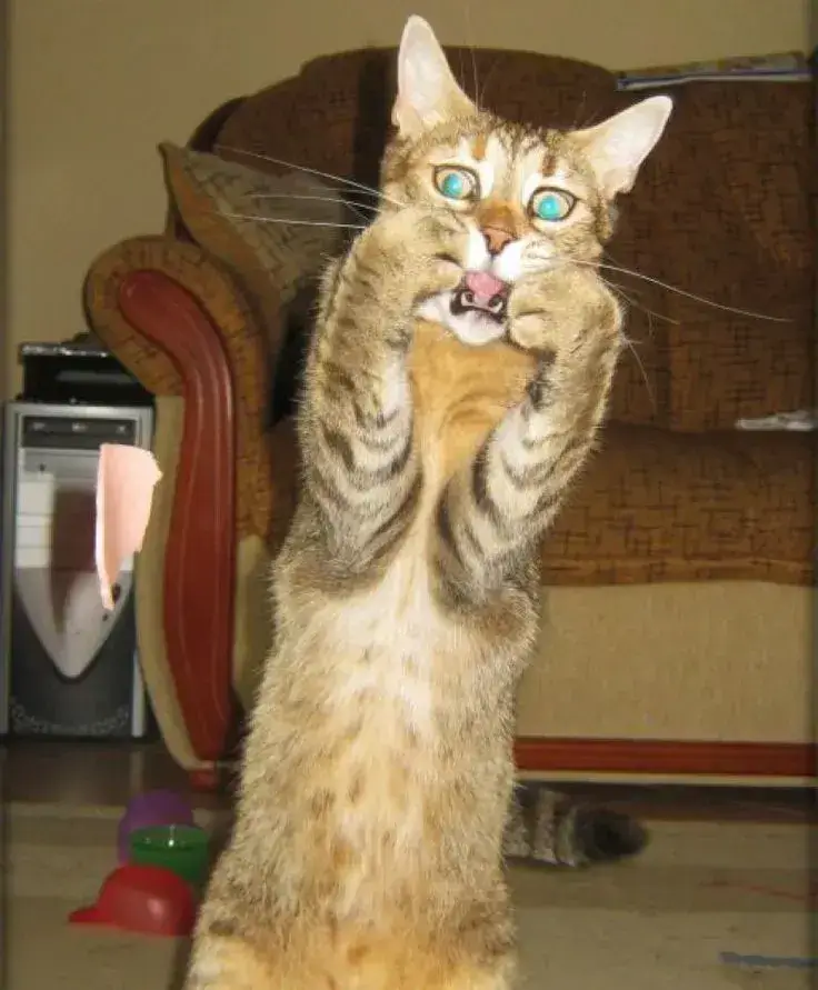 Meme hài mèo nhỏ hai tay úp mặt