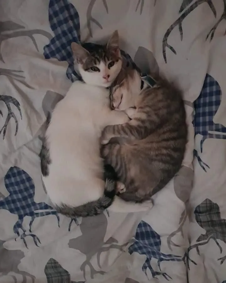 Hình chế mèo yêu thương, ôm như muốn nói “hiểu mà”