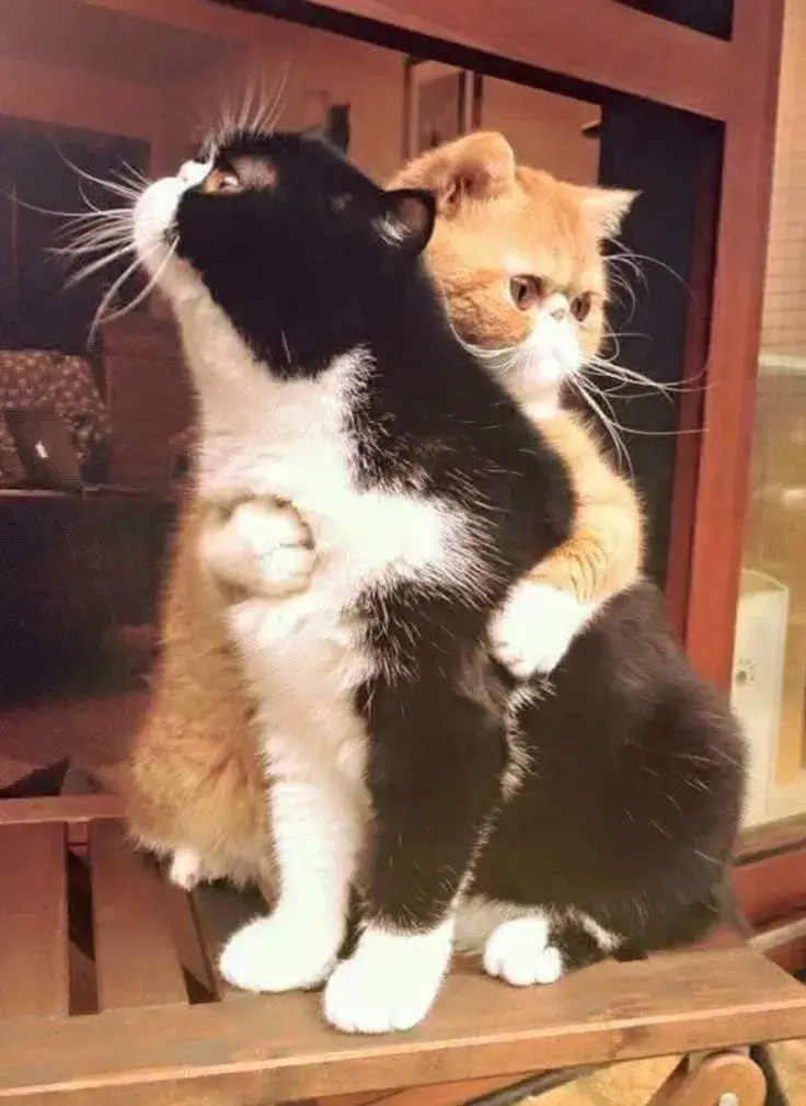 Ảnh troll mèo đáng yêu ôm chặt, ánh nhìn ấm áp