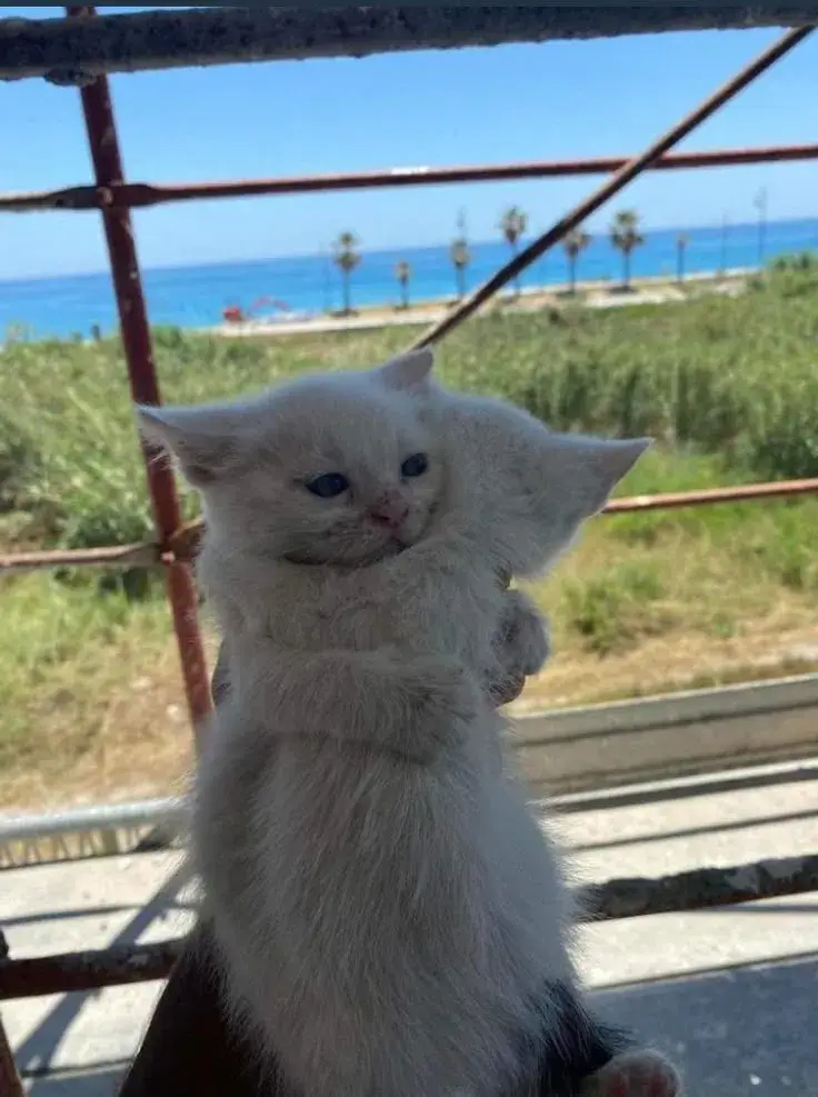 Meme chế mèo đồng cảm an ủi qua cái ôm nhẹ