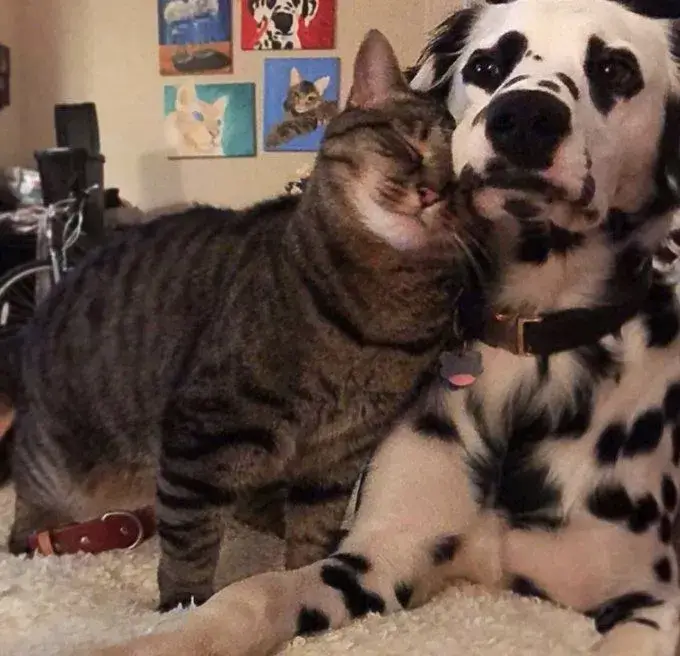 Ảnh meme vui mèo thân mật dụi đầu vào vai