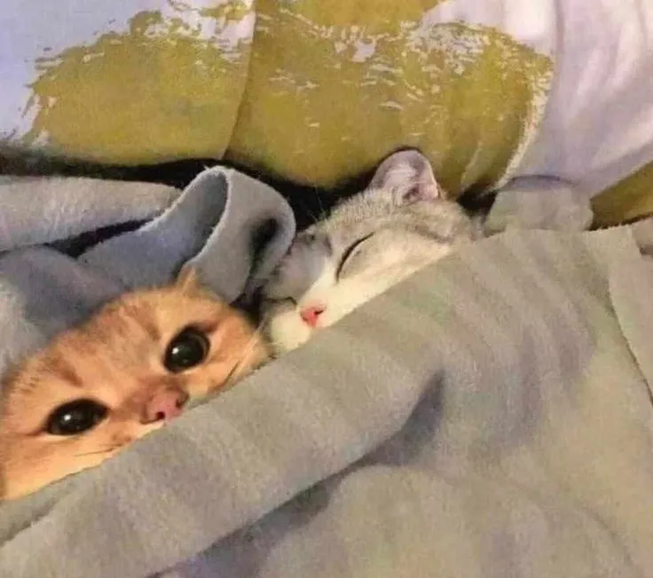 Hình chế hài mèo trìu mến, cái ôm mềm êm ái