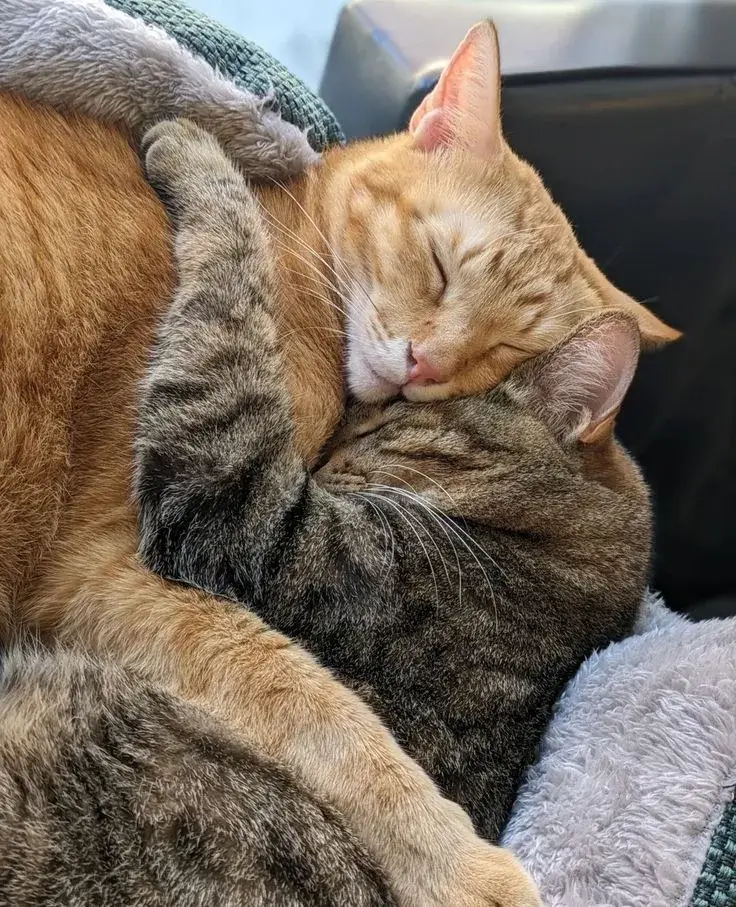 Ảnh vui mèo an ủi bạn, biểu cảm thật dịu dàng