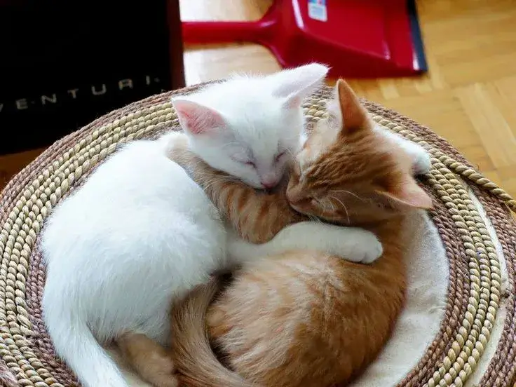 Meme hài mèo dễ thương ôm gối trong góc nhỏ