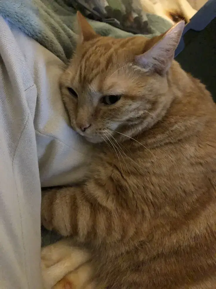 Hình chế mèo tình cảm ôm nhau trong khoảnh khắc ấm