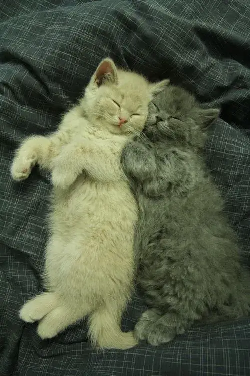 Loạt ảnh mèo ôm ấm áp khiến ai buồn cũng thấy được an ủi