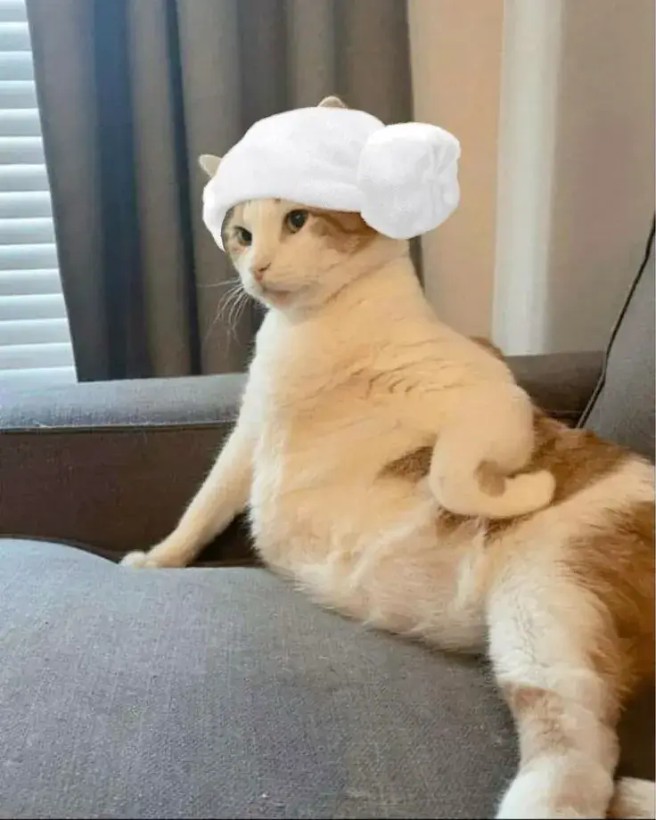 Meme vui ánh mắt mèo lạnh khiến ai cũng im thin