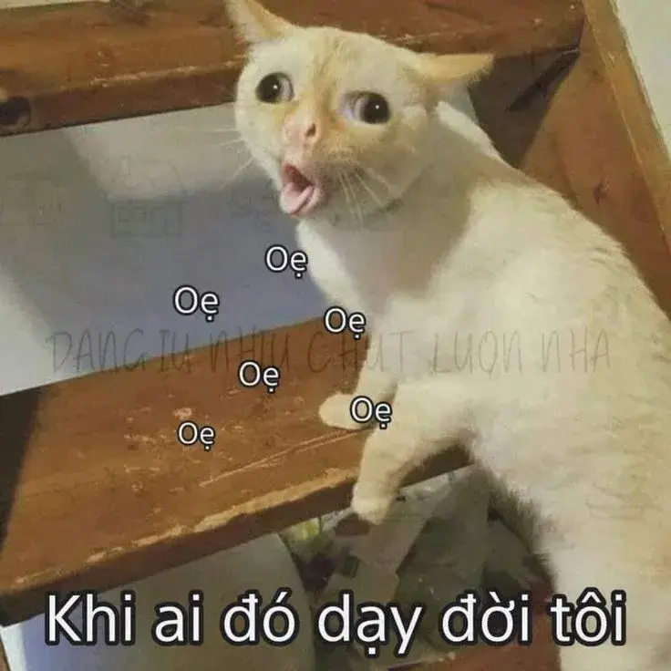 Meme hài ánh mắt mèo sắc như dao cứa
