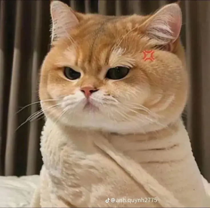 Meme chế mèo phán với miệng cong nhẹ chuẩn thái độ