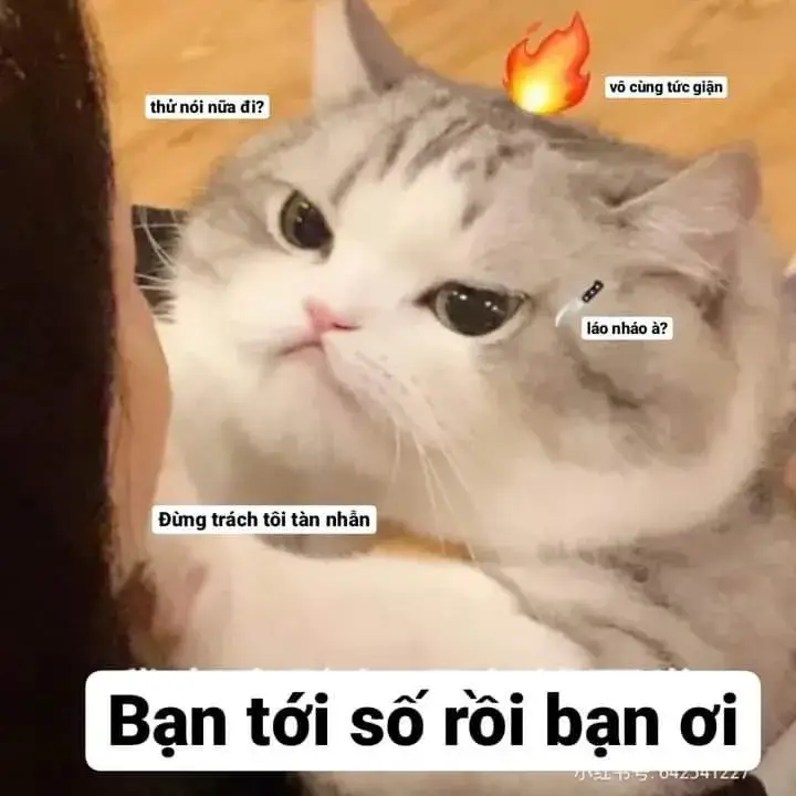 Ảnh meme vui mèo nghiêm túc đến mức khó đỡ