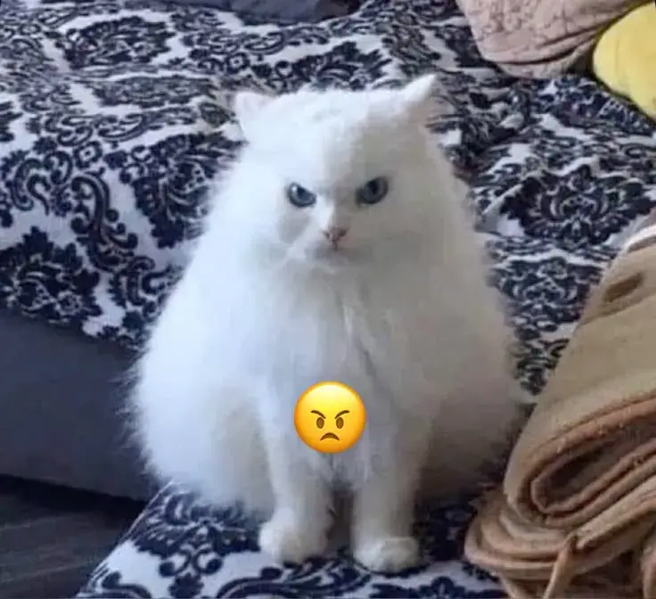 Ảnh meme mèo khinh bỉ lan TikTok cực hot