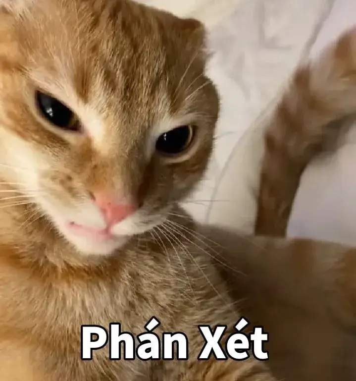 Hình chế mèo soi xét khiến dân mạng cười rớt điện thoại