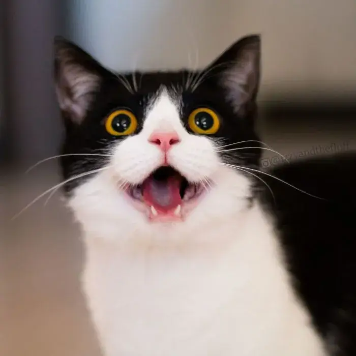 Ảnh troll mèo lông ngắn với caption “ủa là sao?”.