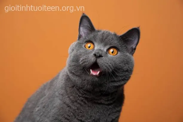 Hình chế mèo phản ứng siêu chân thật khiến dân mạng thích.