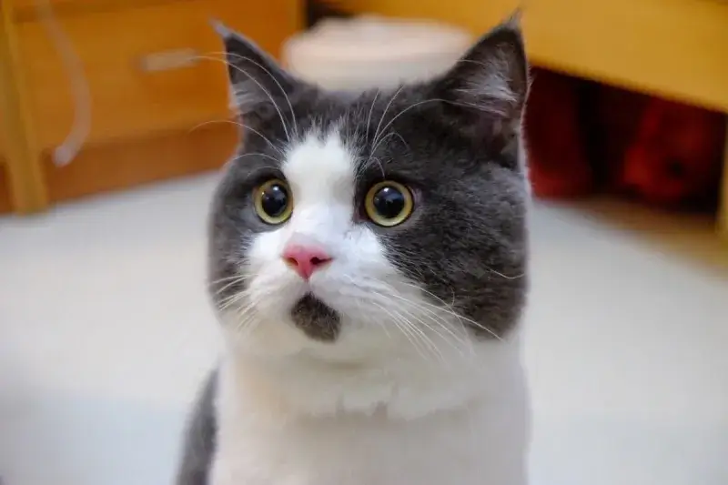 Ảnh meme vui mèo ngáo nhìn trời kiểu bất lực.