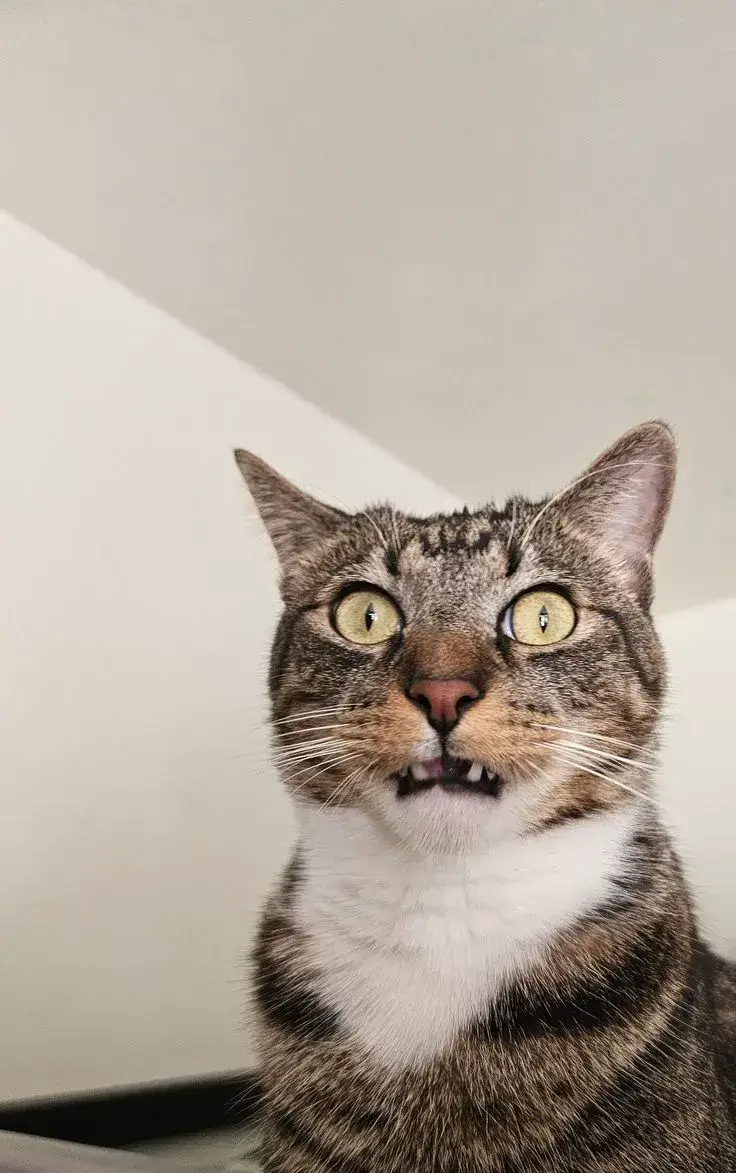 Meme mèo bất ngờ, gương mặt tròn xoe đầy hài hước