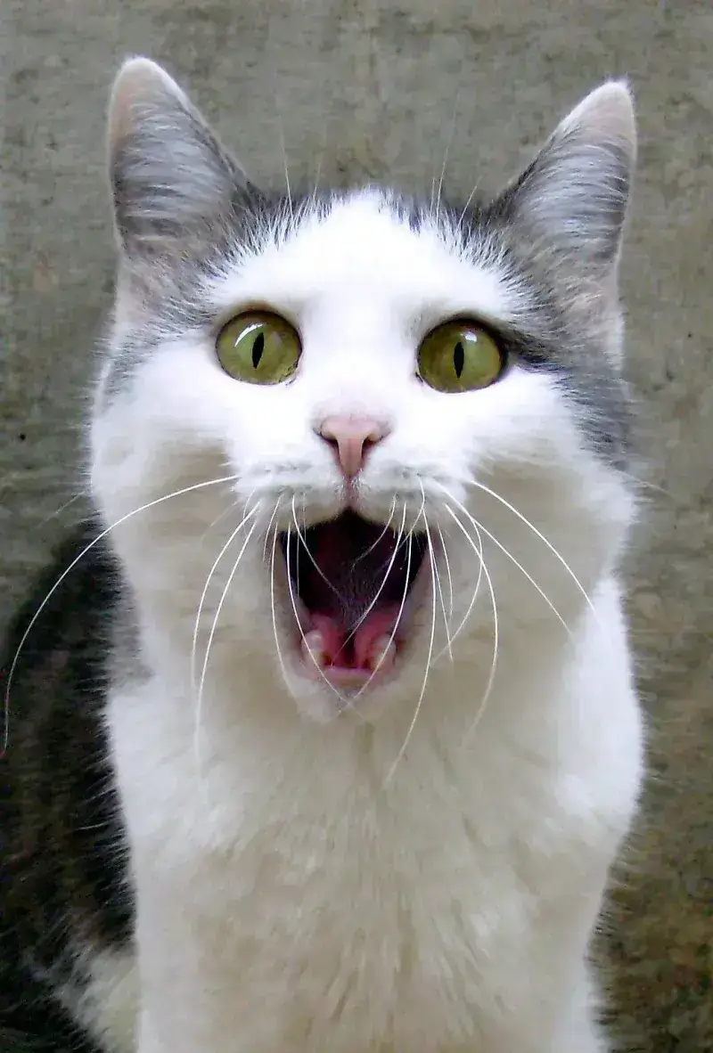 Hình mèo sững sờ, đôi mắt mở to choáng váng cực lầy