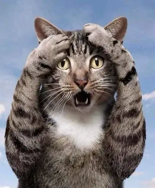 Meme mèo sốc cực đỉnh khi boss gặp chuyện ngoài sức tưởng tượng