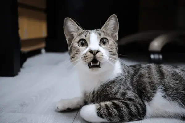 Meme mèo cosplay người biểu cảm hài khó đỡ.