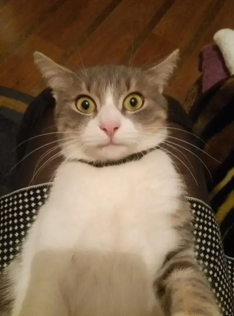 Bộ sưu tập meme mèo bị sốc bá đạo khiến dân mạng bùng nổ