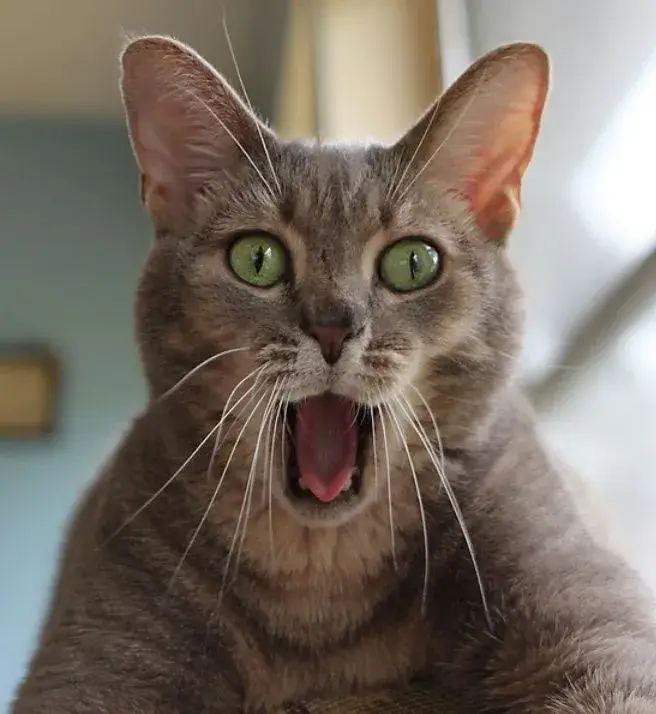 Hình chế mèo Scottish biểu cảm đơ mà xinh.