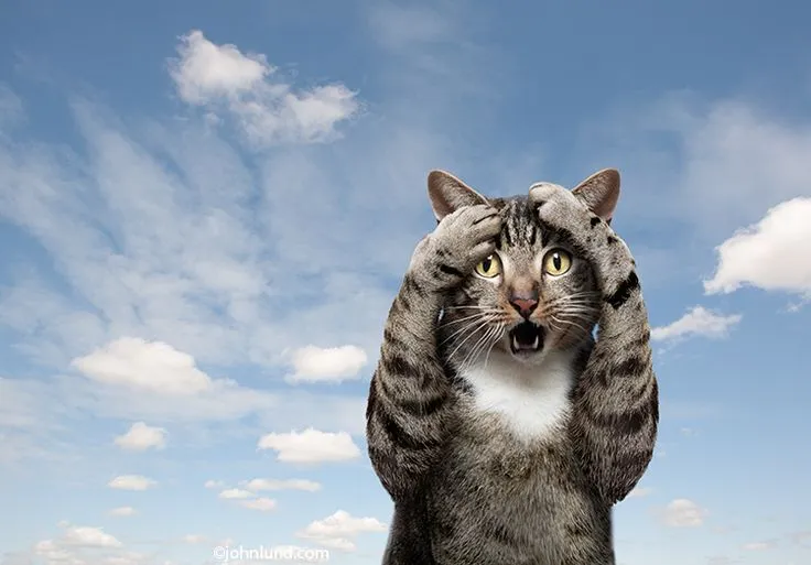 Meme vui mèo trố mắt “đơ mà dễ thương không chịu nổi”.