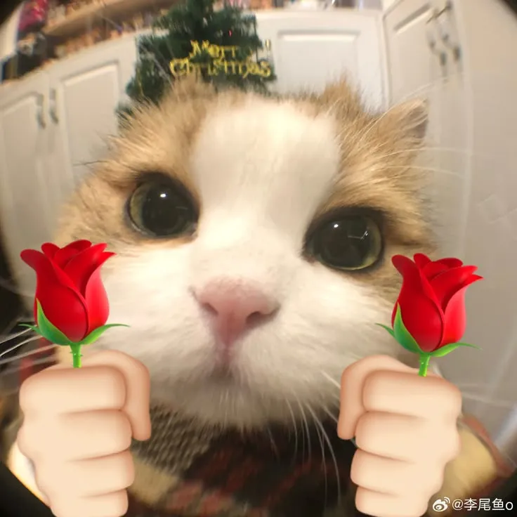 Meme chế chú mèo tặng hoa khiến ai cũng muốn nhận