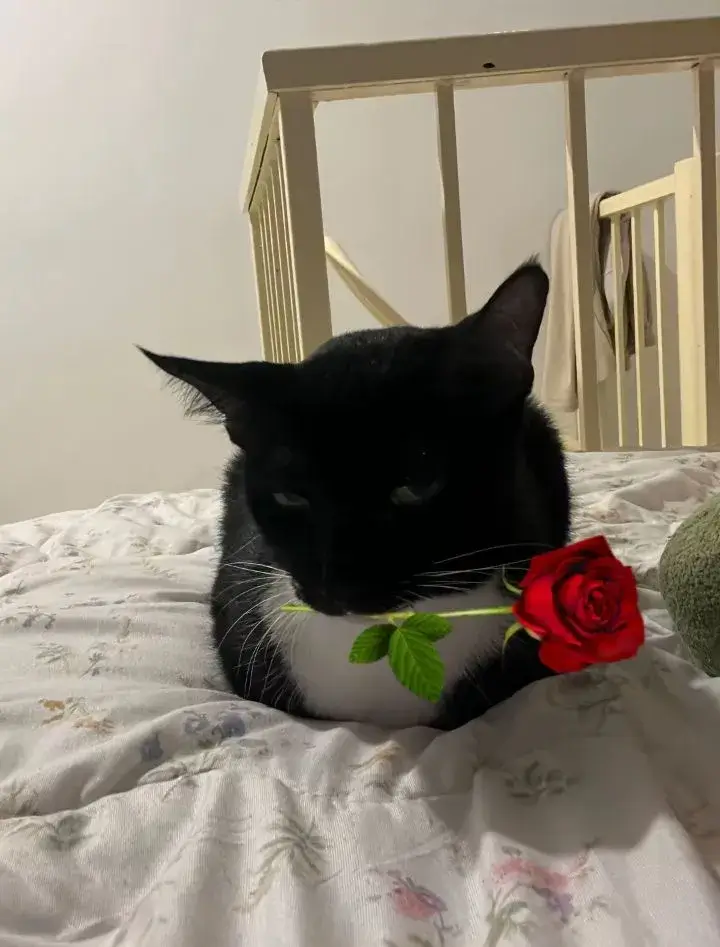 Ảnh vui mèo tặng quà, ánh mắt long lanh cực tình