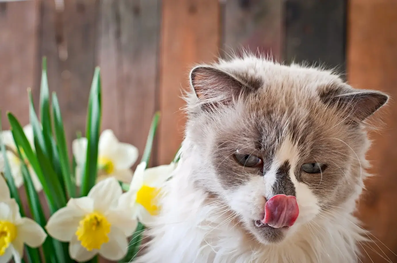 Meme hài mèo cầm hoa tạo trend “crush online”