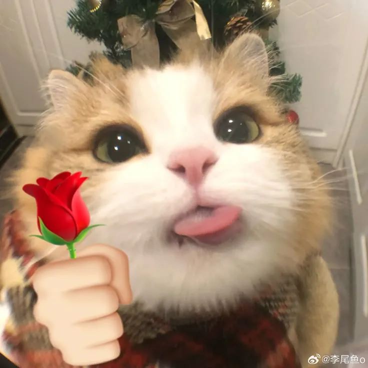 Meme hài mèo cầm hoa giấy cực kỳ sáng tạo