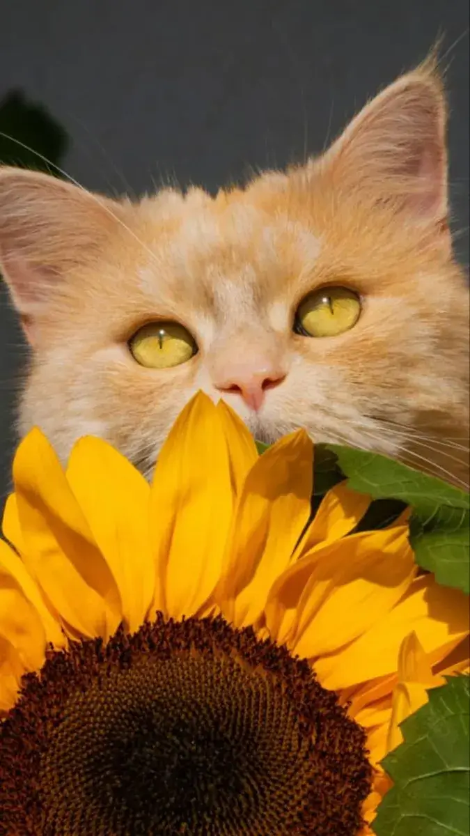 Ảnh mèo tặng hoa đáng yêu, nụ cười ngọt ngào.