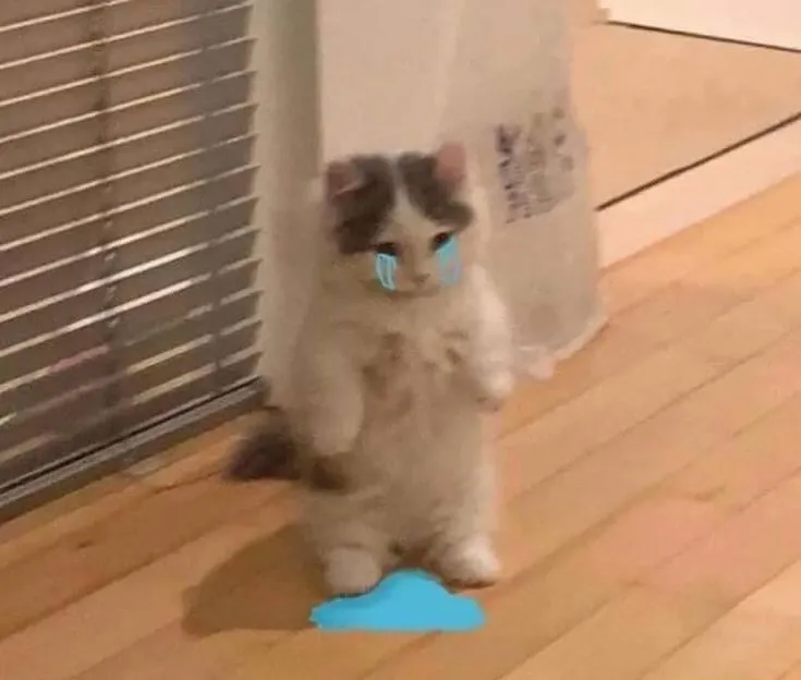 Hình mèo khóc rơi lệ, biểu cảm hài hước không nhịn được.