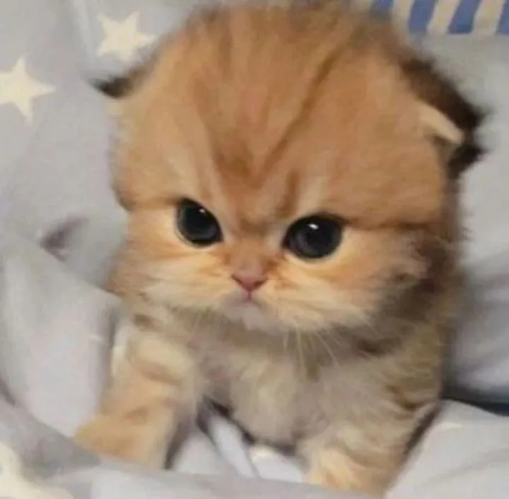 Khoảnh khắc mèo cau có nhìn người như khinh