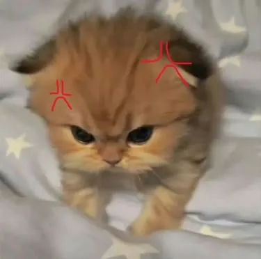 Meme mèo gắt nhẹ nhìn cái là hiểu mood sáng đầu tuần