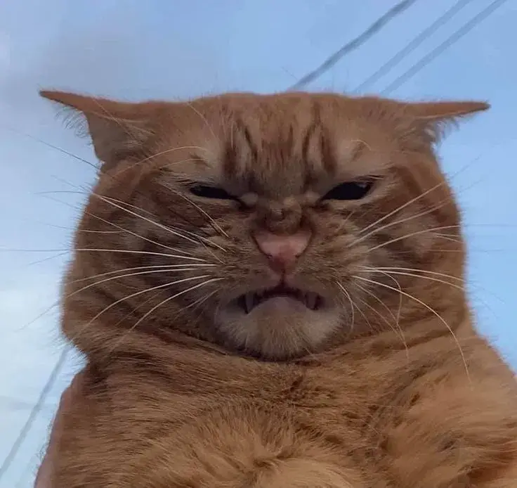 Meme mèo gắt gỏng với filter lạnh vintage