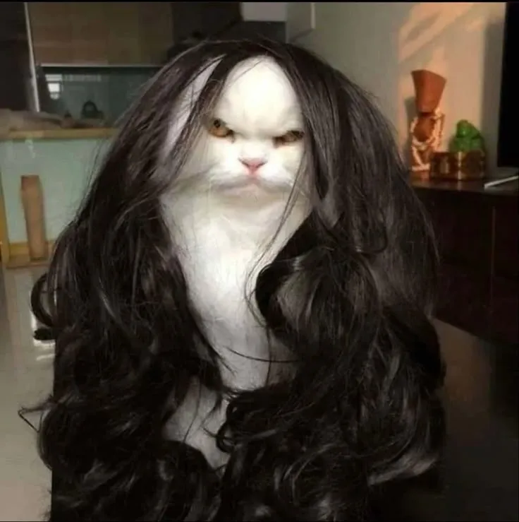 Ảnh chế mèo khó ở gật gù trong góc nhà