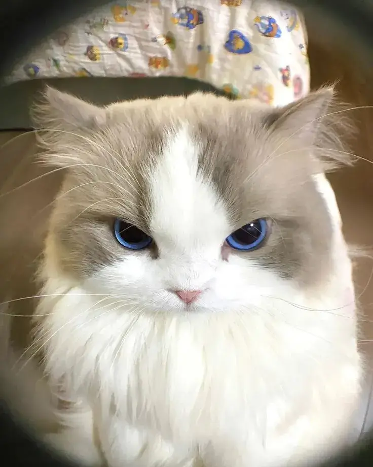 Ảnh chế mèo khó ở nhìn gương mặt chính mình