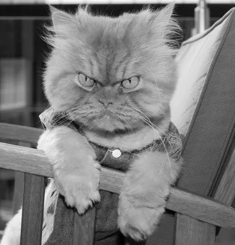 Ảnh vui mèo cúp tai chán chẳng buồn nghe