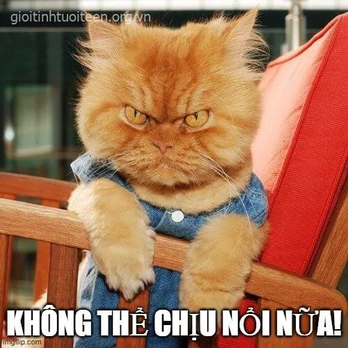 Meme vui mèo giận phản chiếu tâm trạng dân GenZ