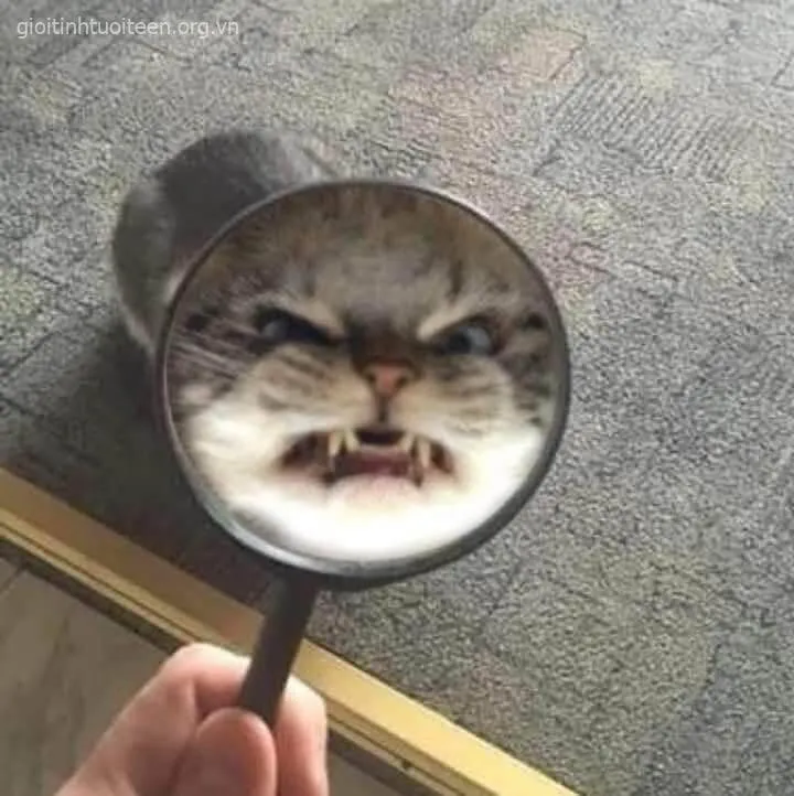 Ảnh troll mèo tức giận gợi nhớ Grumpy Cat huyền thoại